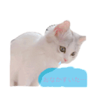 はなちゃん猫ちゃん（個別スタンプ：9）
