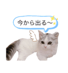 はなちゃん猫ちゃん（個別スタンプ：11）