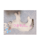 はなちゃん猫ちゃん（個別スタンプ：12）