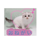はなちゃん猫ちゃん（個別スタンプ：15）