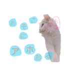 はなちゃん猫ちゃん（個別スタンプ：16）