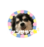 ミー様のスタンプ❤️（個別スタンプ：11）