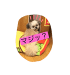 大黒和牛ちゃん4（個別スタンプ：2）