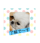 大黒和牛ちゃん4（個別スタンプ：3）
