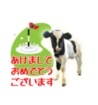 ゴルフ年賀状スタンプ2021【牛のボール編】（個別スタンプ：2）