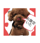 赤 緑 青 黄色のワンちゃんしゅう（個別スタンプ：1）