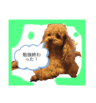 赤 緑 青 黄色のワンちゃんしゅう（個別スタンプ：2）