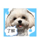 赤 緑 青 黄色のワンちゃんしゅう（個別スタンプ：3）