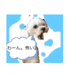 赤 緑 青 黄色のワンちゃんしゅう（個別スタンプ：6）