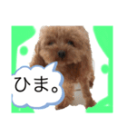 赤 緑 青 黄色のワンちゃんしゅう（個別スタンプ：7）
