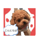 赤 緑 青 黄色のワンちゃんしゅう（個別スタンプ：8）