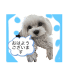 赤 緑 青 黄色のワンちゃんしゅう（個別スタンプ：9）