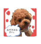 赤 緑 青 黄色のワンちゃんしゅう（個別スタンプ：11）
