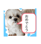 赤 緑 青 黄色のワンちゃんしゅう（個別スタンプ：13）