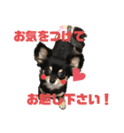 ここちともかち（個別スタンプ：15）
