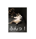 みぃとぅん2（個別スタンプ：2）
