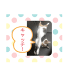 みぃとぅん2（個別スタンプ：5）