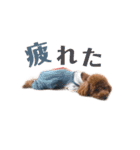 もふもふぅちゃん♡（個別スタンプ：8）