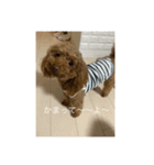 愛犬しょこちゃん（個別スタンプ：3）
