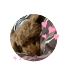 愛犬しょこちゃん（個別スタンプ：5）