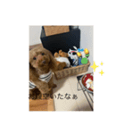 愛犬しょこちゃん（個別スタンプ：6）