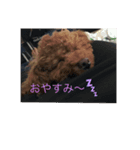 愛犬しょこちゃん（個別スタンプ：7）