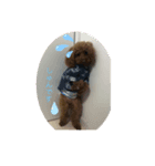 愛犬しょこちゃん（個別スタンプ：8）