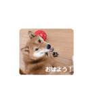 コロちゃんスタンプ！2（個別スタンプ：1）