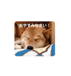 コロちゃんスタンプ！2（個別スタンプ：3）
