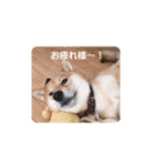 コロちゃんスタンプ！2（個別スタンプ：4）