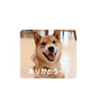 コロちゃんスタンプ！2（個別スタンプ：6）