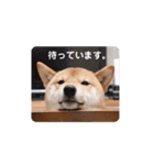 コロちゃんスタンプ！2（個別スタンプ：7）