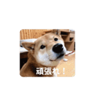 コロちゃんスタンプ！2（個別スタンプ：13）