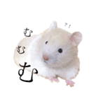 どうも、きむちです。（個別スタンプ：9）