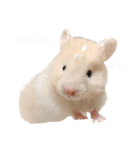 どうも、きむちです。（個別スタンプ：14）