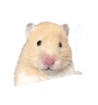 どうも、きむちです。（個別スタンプ：16）