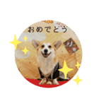 コーギーぎんじスタンプ（個別スタンプ：8）