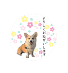 コーギーぎんじスタンプ（個別スタンプ：9）