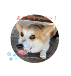コーギーぎんじスタンプ（個別スタンプ：13）