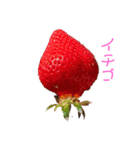 ハムスタアンチャン（個別スタンプ：2）