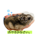 ハムスタアンチャン（個別スタンプ：6）