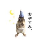 しまりすらいふ。2（個別スタンプ：2）