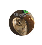 しまりすらいふ。2（個別スタンプ：3）