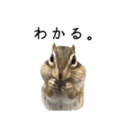 しまりすらいふ。2（個別スタンプ：5）