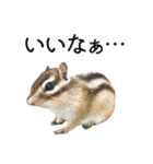 しまりすらいふ。2（個別スタンプ：7）