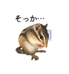しまりすらいふ。2（個別スタンプ：8）