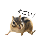 しまりすらいふ。2（個別スタンプ：11）