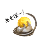 しまりすらいふ。2（個別スタンプ：12）