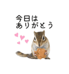 しまりすらいふ。2（個別スタンプ：14）