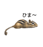 しまりすらいふ。2（個別スタンプ：21）